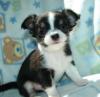SUPER Chihuahua Welpen in Kurzhaar,  VDH/  FCI. Klasse statt Masse !