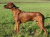 Rhodesian Ridgeback Welpen - Wurf-Planung im Kennel von Lugathoba 06/  2017