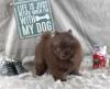 Teacup Pomeranianwelpen braun,  