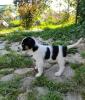Milka sucht ein passendes Zuhause