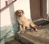 Bibi sucht ein passendes Zuhause
