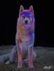 Let's Holi Shooting Tierfotografie