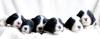 Bearded Collie Welpen