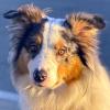ALFRED - Australian Sheperd - 2 Jahre - Tierhilfe-Franken e.V.