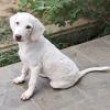 Lumi - liebt andere Hunde