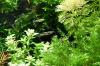 Wildendler,  Guppy,  reinerbig,  Versand