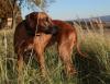 Rhodesian Ridgeback Welpen - Wurf-Planung im Kennel von Lugathoba 06/  2017