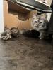 Wunderschöne Perser-Mix Katzenbabys suchen liebevolles Zuhause