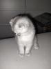 Scottisch faltohr kitten,  männlich