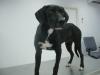 Suche liebevolle Pflege-/ Endstelle für einen Labrador-Mix-Rüden