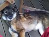 Minou,  Schäferhund /  Australian Shephard Mischling - Hündin
