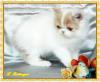 süßer Perserkater Dan v. Lambogs Creme-weiß harlkin mit Nase♥