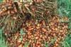 Kaufen Palm Oil,  Sonnenblumenöl,  oilve und Rapsöl