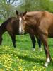 Er,  brauner fuchs Westfalenwallach sucht Reitbeteiligung  