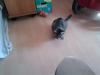 katze zuverschenken an liebe besitzer