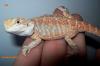 Bartagamen Nachzuchten,  Hypos,  Leatherbacks