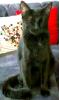 Schwarzer Kater Lucky vermisst