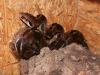 Boa constrictor imperator (salmon,  pastell u. A.)