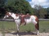 Painthorse,  Stute 153cm, 