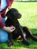 4 wunderschöne,  reinrassige Labradorwelpen (Rüden) aus Familienzucht zu verkaufe