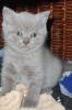 BKH /  Britisch Kurzhaar Katzen /  Babys in lilac /  hellgrau suchen neue Dosenöffn
