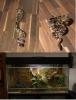 2 Königspython - Python Regius mit Terrarium  VHB  300, -€
