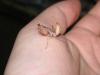 Sphodromantis lineola DNZ 08/ 11