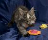 Wundervolle ,  reinrassige Maine Coon Babys mit Papieren