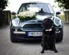 Labrador Retriever  Ben  sucht Labrador-Dame zum Decken - Ruhrgebiet