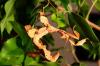 Australische Gespenstschrecken,  Extatosoma Tiaratum