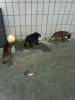 cane corso welpen mit papieren
