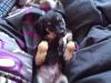 Jack Russel Welpen,  Jack Russel Mix,  Welpen Mix,  Mischlings Hunde