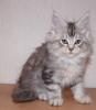ab sofort schmusige bildhübsche Maine Coon Kitten in silber mit Stammbaum