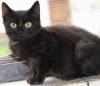 Katzenbabys 7Wochen entwurmt,  entfloht,  stubenrein,  futterfest