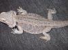 Bartagame weiblich 42cm sandfarben