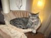 Romeo sucht ein neues,  liebevolles Zuhause.