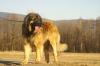 Stammbaum Welpen Leonberger