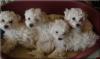 Allergiefreie Bichon frise Welpen