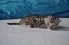 bengal kitten zu verkaufen