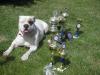 American Bulldog Welpen im November 2011