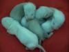 frettchen welpen