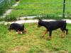 Super schöne  Dobermannwelpen suchen  ein Hause.     