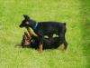 Dobermann Welpen mit Papiere     