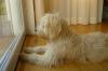 Goldendoodlewelpen
