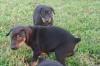 Dobermann welpen