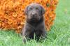 Schöne braune Labrador Welpen suchen Familienanschluß