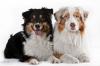 Bildschöne Australian Shepherd Welpen m.P.
