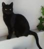 Kleine schwarze Katze sucht neues Zuhause
