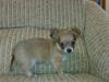 Chihuahua-Welpe,  weibl, langhaarig,  blue/ tan, mit Ahnentafel