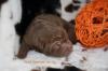 shar pei welpen geb.am 22.10.2011